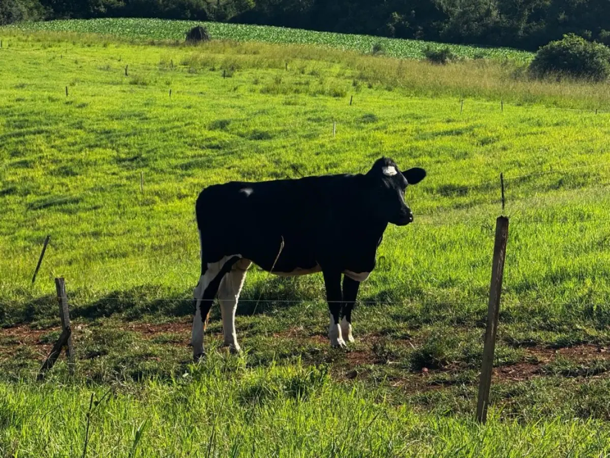 LOTE 003 - 3 NOVILHAS