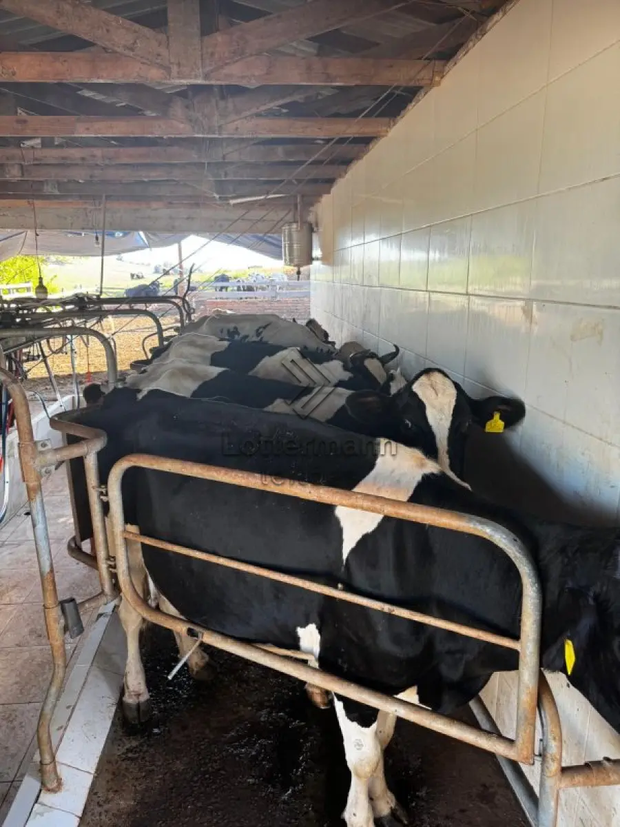 LOTE 002 - 20 VACAS LEITEIRAS