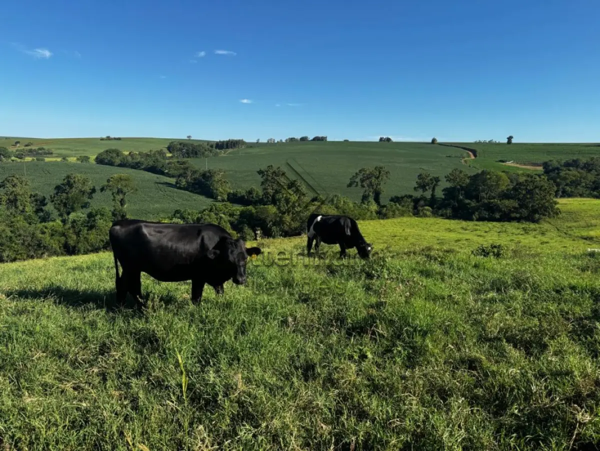 LOTE 003 - 3 NOVILHAS