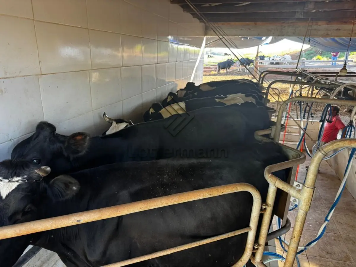 LOTE 002 - 20 VACAS LEITEIRAS