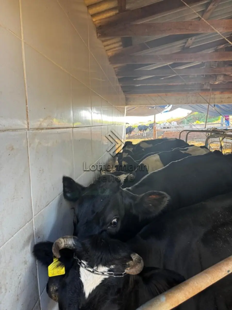 LOTE 002 - 20 VACAS LEITEIRAS