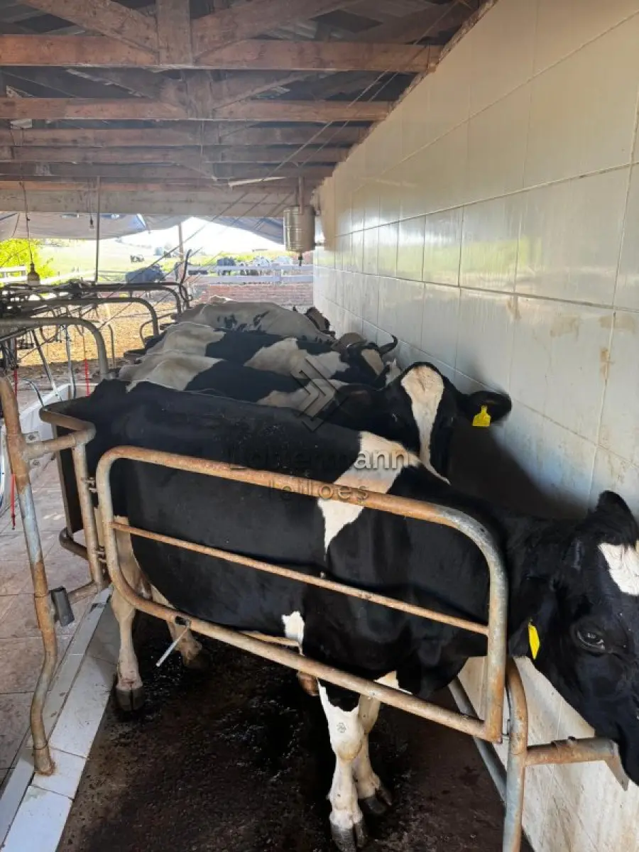 LOTE 002 - 20 VACAS LEITEIRAS