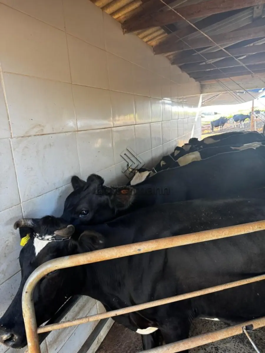 LOTE 002 - 20 VACAS LEITEIRAS