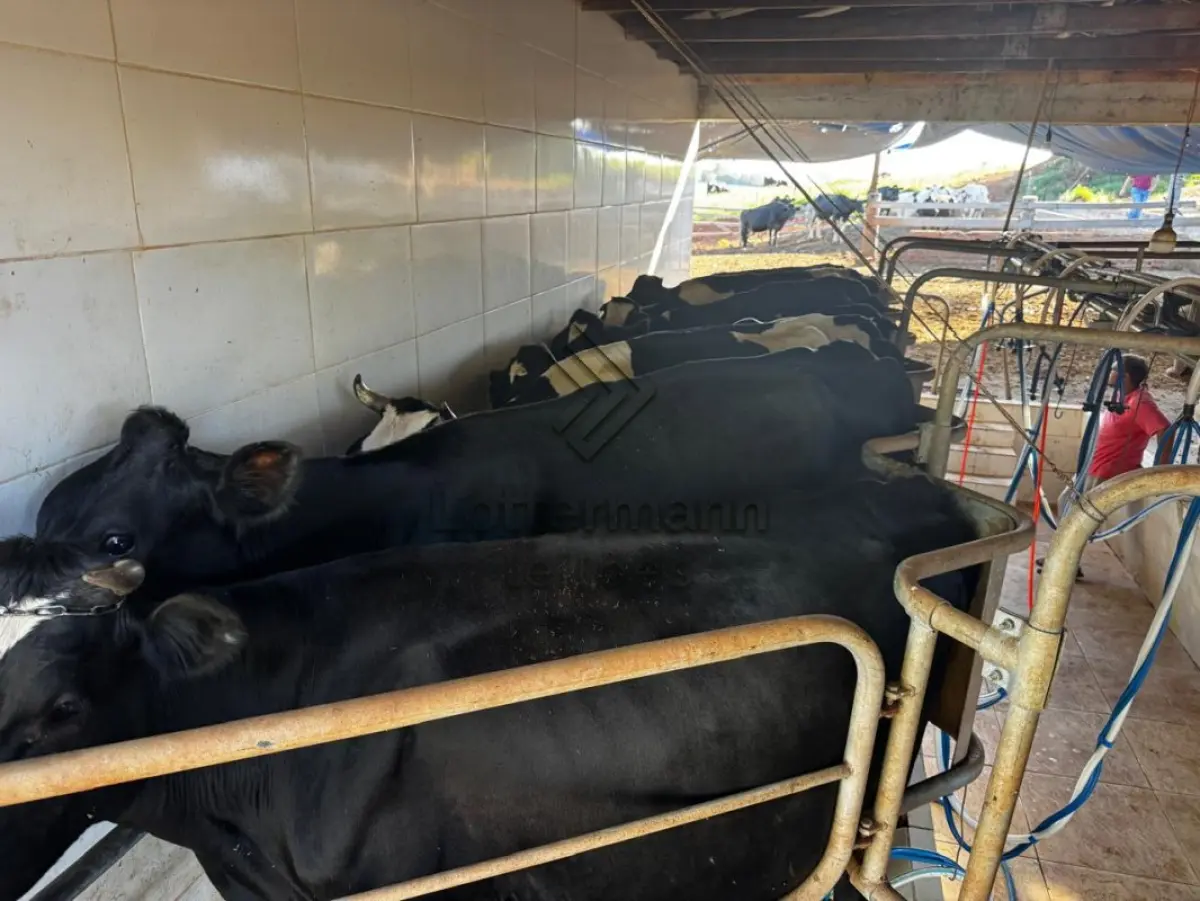 LOTE 002 - 20 VACAS LEITEIRAS