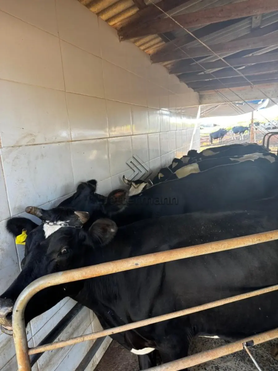 LOTE 002 - 20 VACAS LEITEIRAS