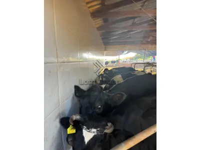 20 VACAS LEITEIRAS