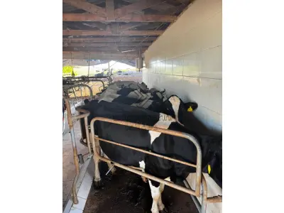 20 VACAS LEITEIRAS
