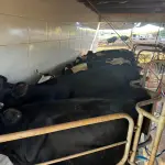 20 VACAS LEITEIRAS