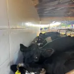 20 VACAS LEITEIRAS