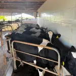 20 VACAS LEITEIRAS