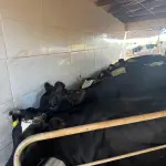 20 VACAS LEITEIRAS