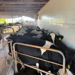 20 VACAS LEITEIRAS