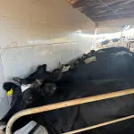 20 VACAS LEITEIRAS